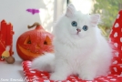 IMG_2106=.jpg