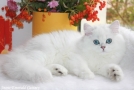 IMG_3803=.jpg