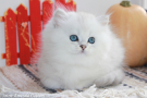 IMG_4481=.jpg