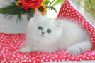 IMG_6454=.jpg