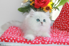 IMG_6461=.jpg
