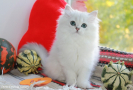 IMG_4677.JPG=.JPG