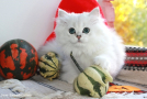 IMG_4715.jpg=.jpg
