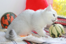 IMG_4787.jpg=.jpg
