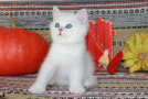 IMG_8271.jpg=.jpg