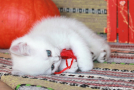 IMG_8237.jpg=.jpg