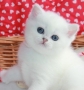 Snow Emerald Sasha