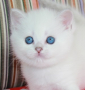Snow Emerald James