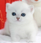 Snow Emerald Elvis