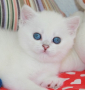 Snow Emerald Juki Blue