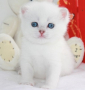 Snow Emerald Eric