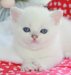 Snow Emerald Ilan Zeus