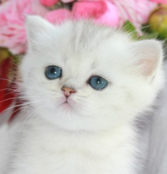 Snow Emerald Hanni