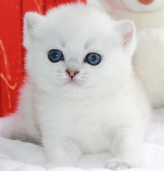Snow Emerald Elvis