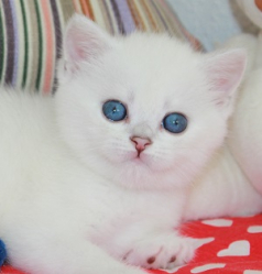 Snow Emerald Juki Blue