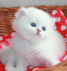 Snow Emerald Happy Kitty Tiffany