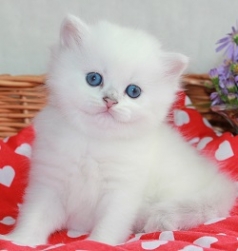 Snow Emerald Henry
