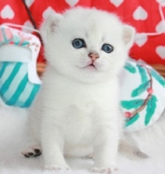 Snow Emerald Kobe