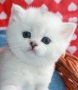Afina