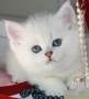 Eilis