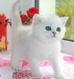 Filbert