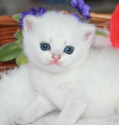 Snow Emerald Marsel
