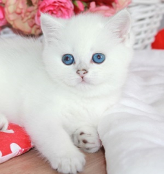 Snow Emerald N..