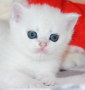Snow Emerald Maks Sawyer