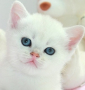 Snow Emerald Vincent