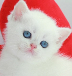 Snow Emerald Vasilisa