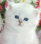 Snow Emerald Winston