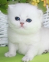 Ximon