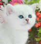 Snow Emerald Wonderful Ariel