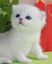 Xara