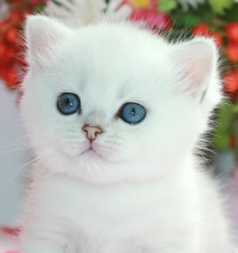 Snow Emerald White Beauty