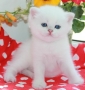 Snow Emerald Nickson von Heeros