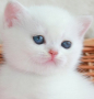Snow Emerald Arian