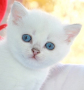 Snow Emerald Casper
