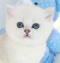 Snow Emerald Yasha