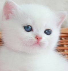 Snow Emerald Arian
