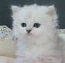 Herman