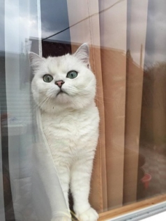 Basil