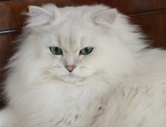 Herman