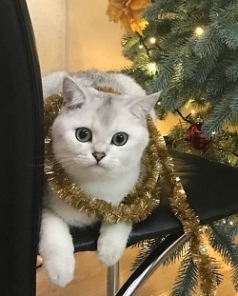 Lord